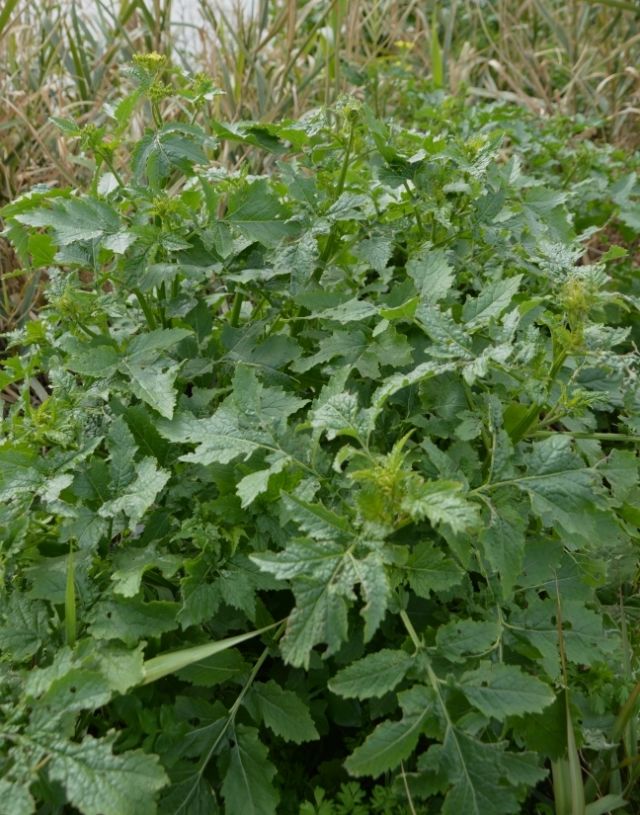 da identificare:   cfr. Sinapis alba